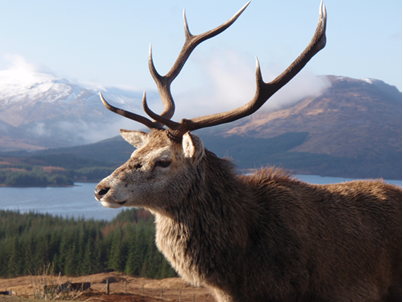 Scottish Stag in the Highlands with mountains and lochs